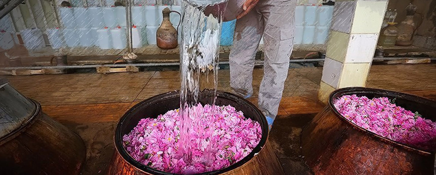 پخش انواع گلاب سنتی قمصر کاشان با قیمت تولید